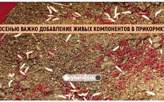 Рыбалка на фидер осенью