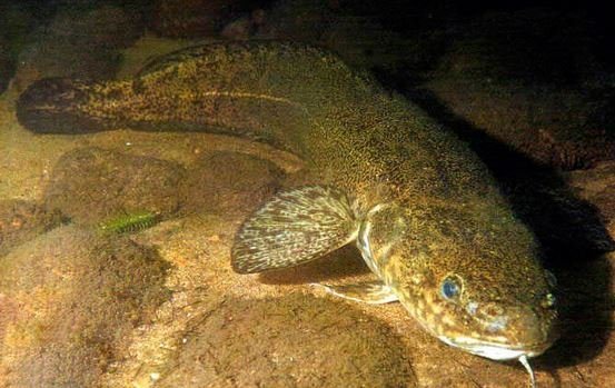 Где водится налим и чем его прикармливать?