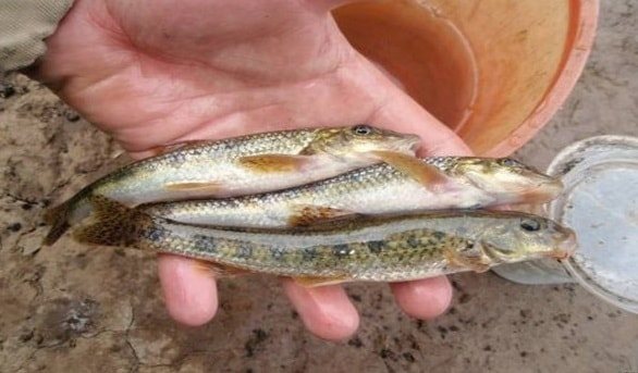 Ловля судака на живца весной
