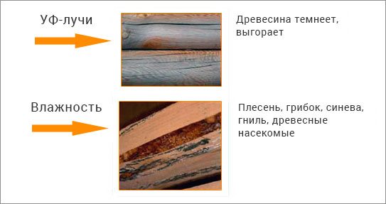 плесень и грибок