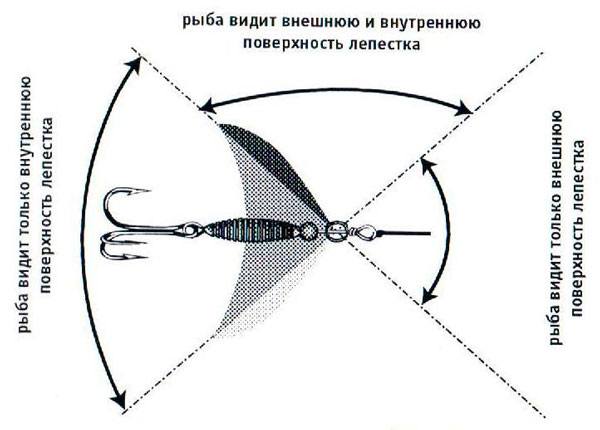 Рисунок 5: Зоны видимости хищником поверхностей лепестка