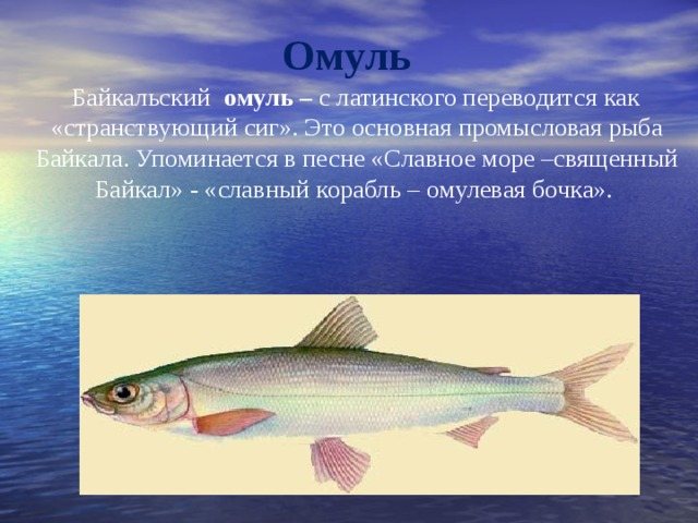 рыба омуль