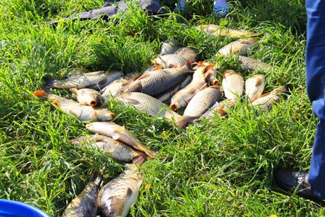 Рыбалка на Сенеже, где ловить на Сенеже, озеро Сенеж, рыбхоз Сенеж, рыбалка, Сенежское озеро, рыбалка на Сенежском озере, рыбное хозяйство Сенеж