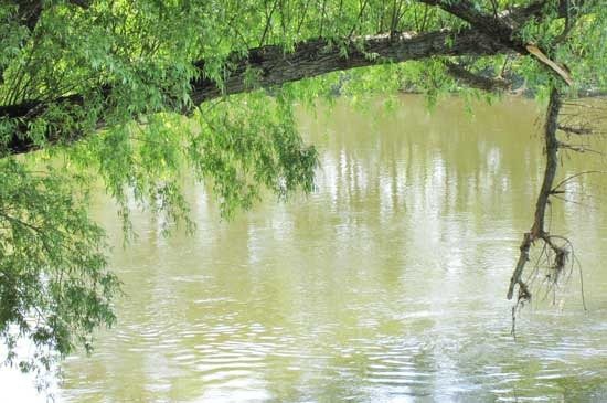 С нависающих веток падают в воду жуки букашки