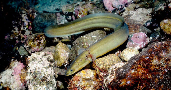 угорь очень ценная рыба