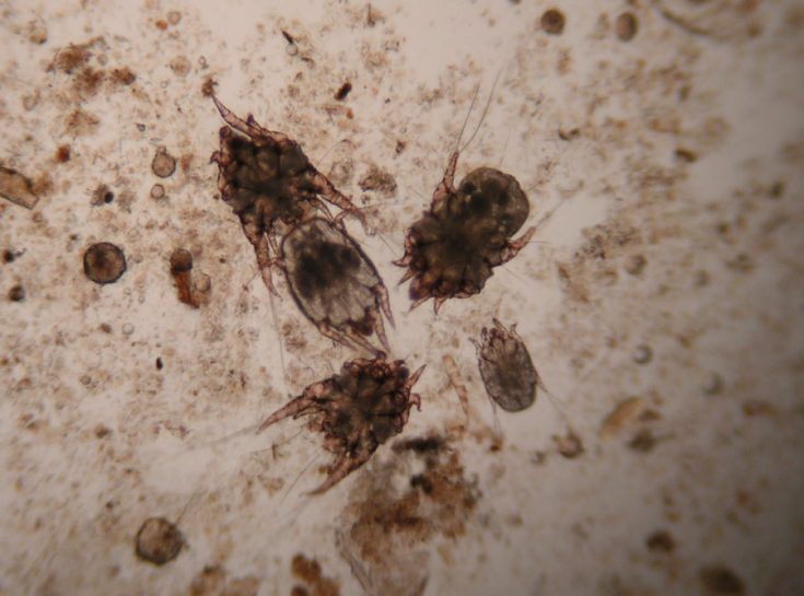 ушные клещи