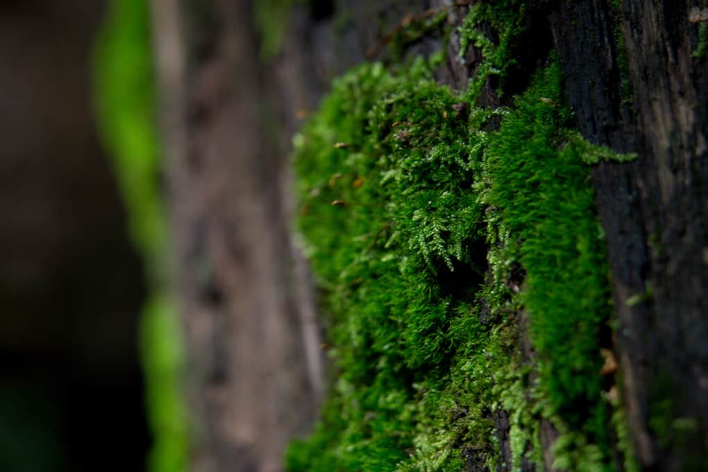 Ориентирование на местности: ТОП-15 способов (+видео)