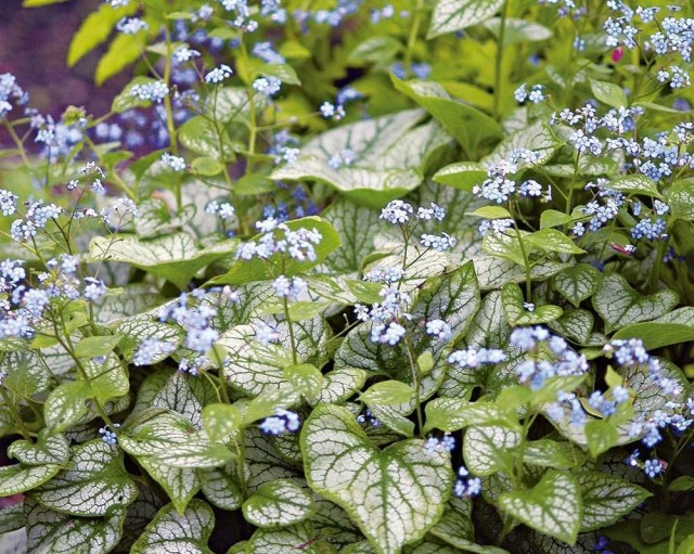 Подрумянивание большого листа Подрумянивание большого листа