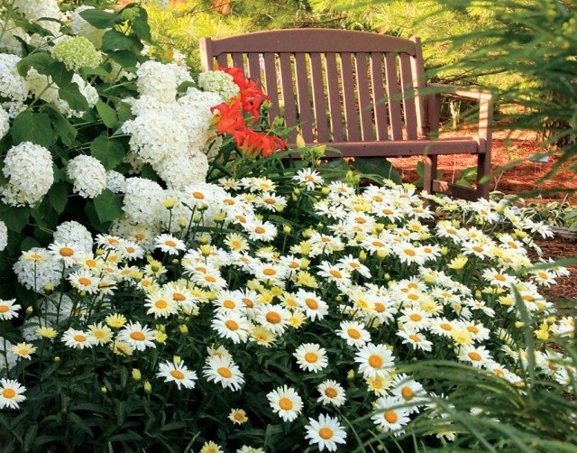 Нивяник (Leucanthemum), или ромашка садовая Нивяник (Leucanthemum), или ромашка садовая