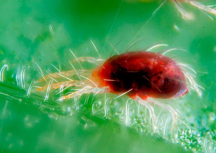 Паутинный клещ