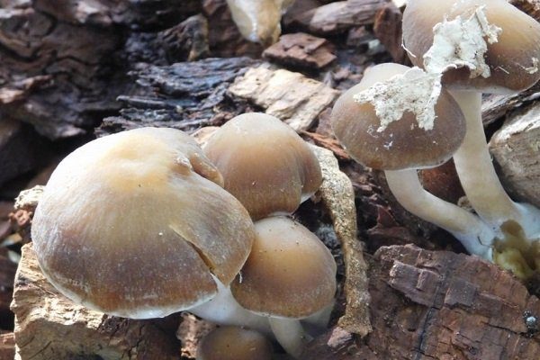 Водянистый