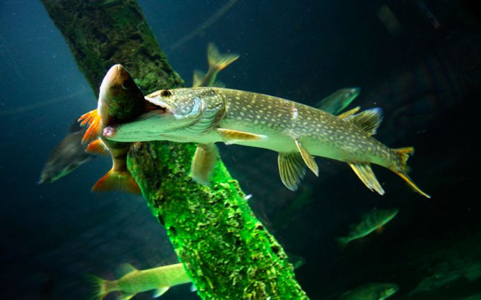 Качество рыбы в реке