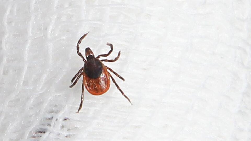 Все про клещей: фото видов, описание, как защититься, где сидят, как переносятся