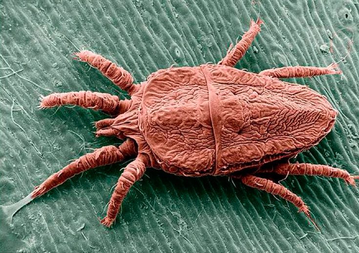 Амбарный клещ