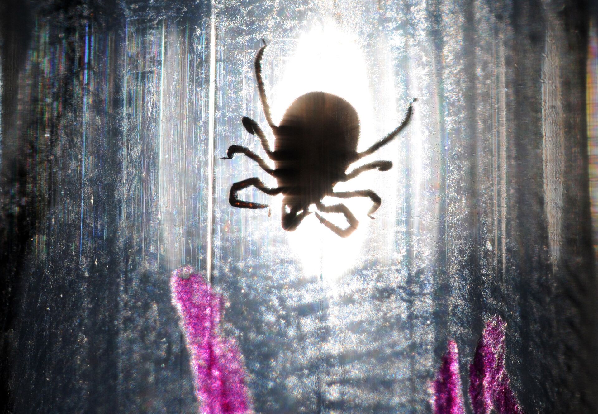 Отметка в паразитологической лаборатории Клещ в паразитологической лаборатории — РИА Новости, 1920, 09.09.2021