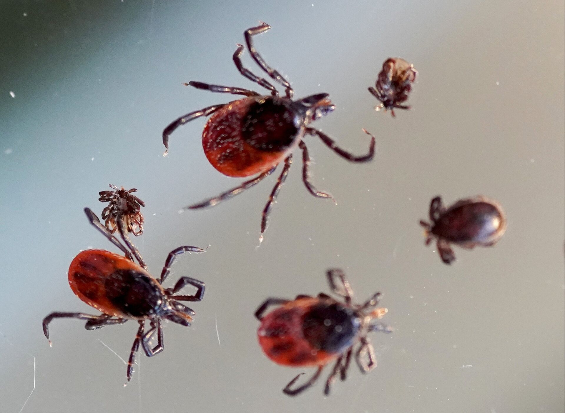 Клещи в лаборатории Клещи в лаборатории — РИА Новости, 1920, 09.09.2021