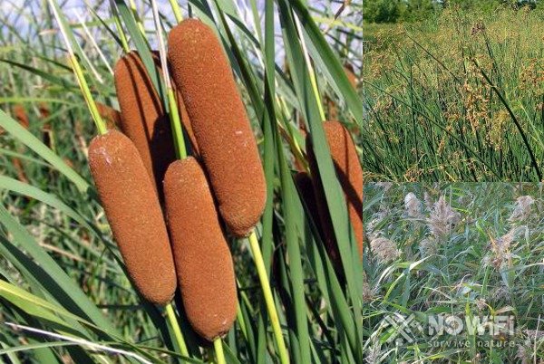 Разница между хвостом и тростником