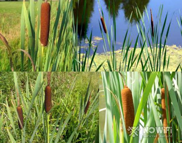 Фотография тростника