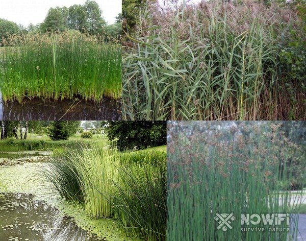 Фотография Рида