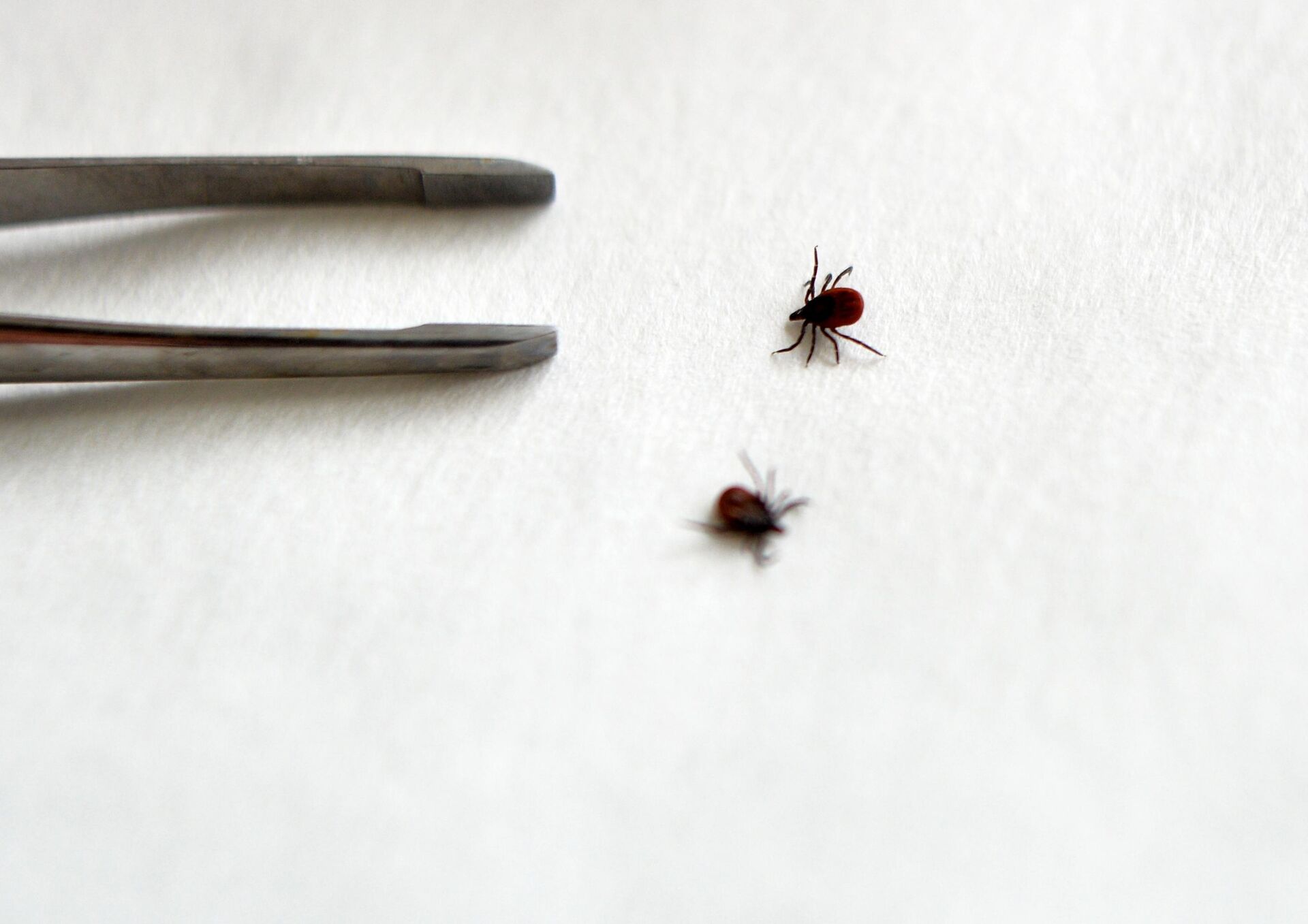 Подготовка клещей к анализу в лаборатории Роспотребнадзора по Свердловской области Подготовка клещей к анализу в лаборатории Роспотребнадзора по Свердловской области — РИА Новости, 1920, 09.09.2021