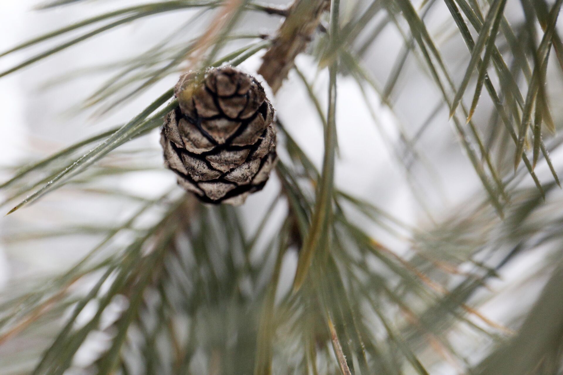 Сосновая ветка Сосна — РИА Новости, 1920, 17.06.2021