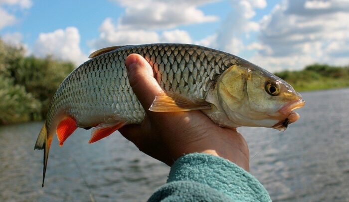 Голавль - популярная речная рыба