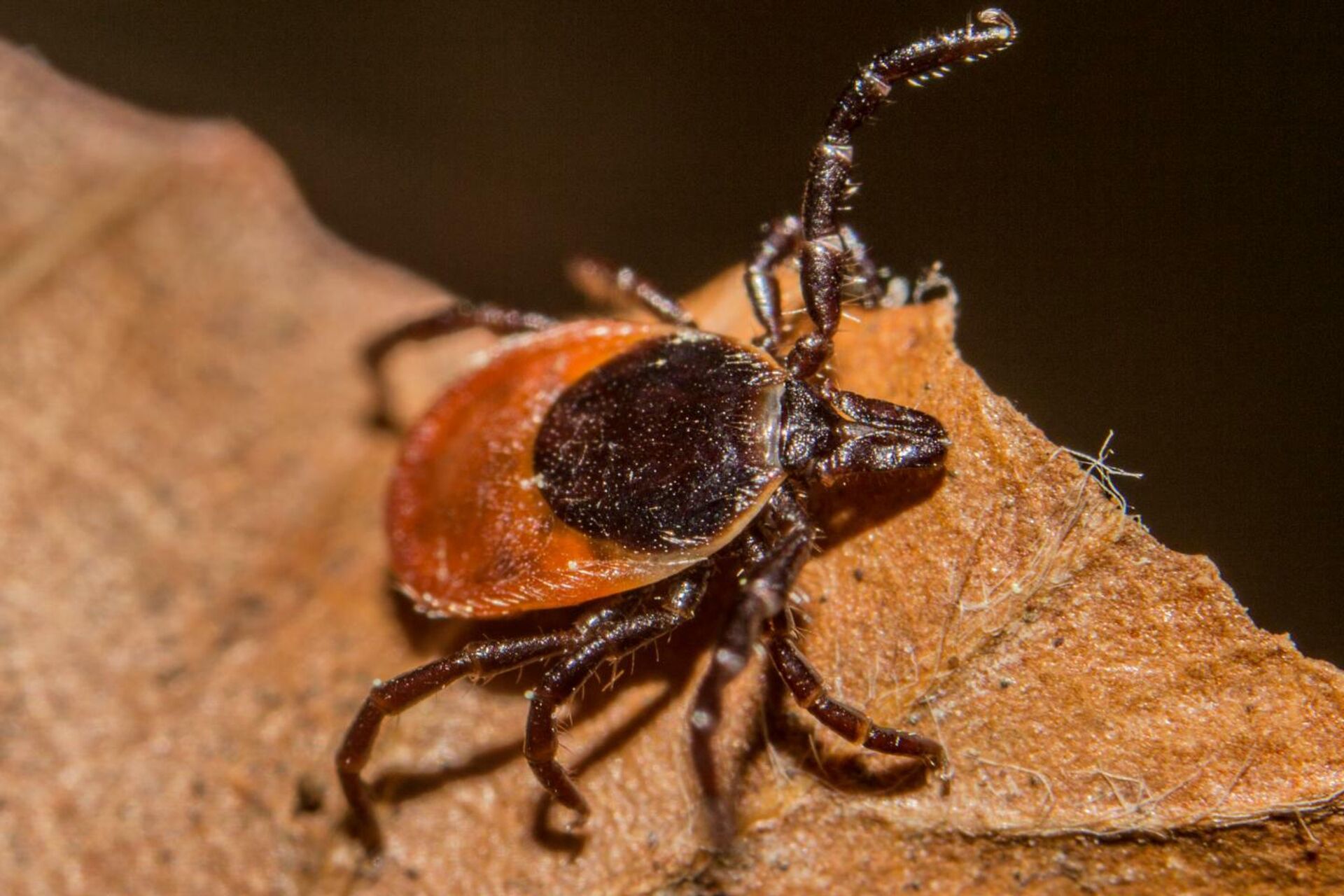 Черноногий клещ Ixodes scapularis Черноногий клещ Ixodes scapularis — РИА Новости, 1920, 09.09.2021