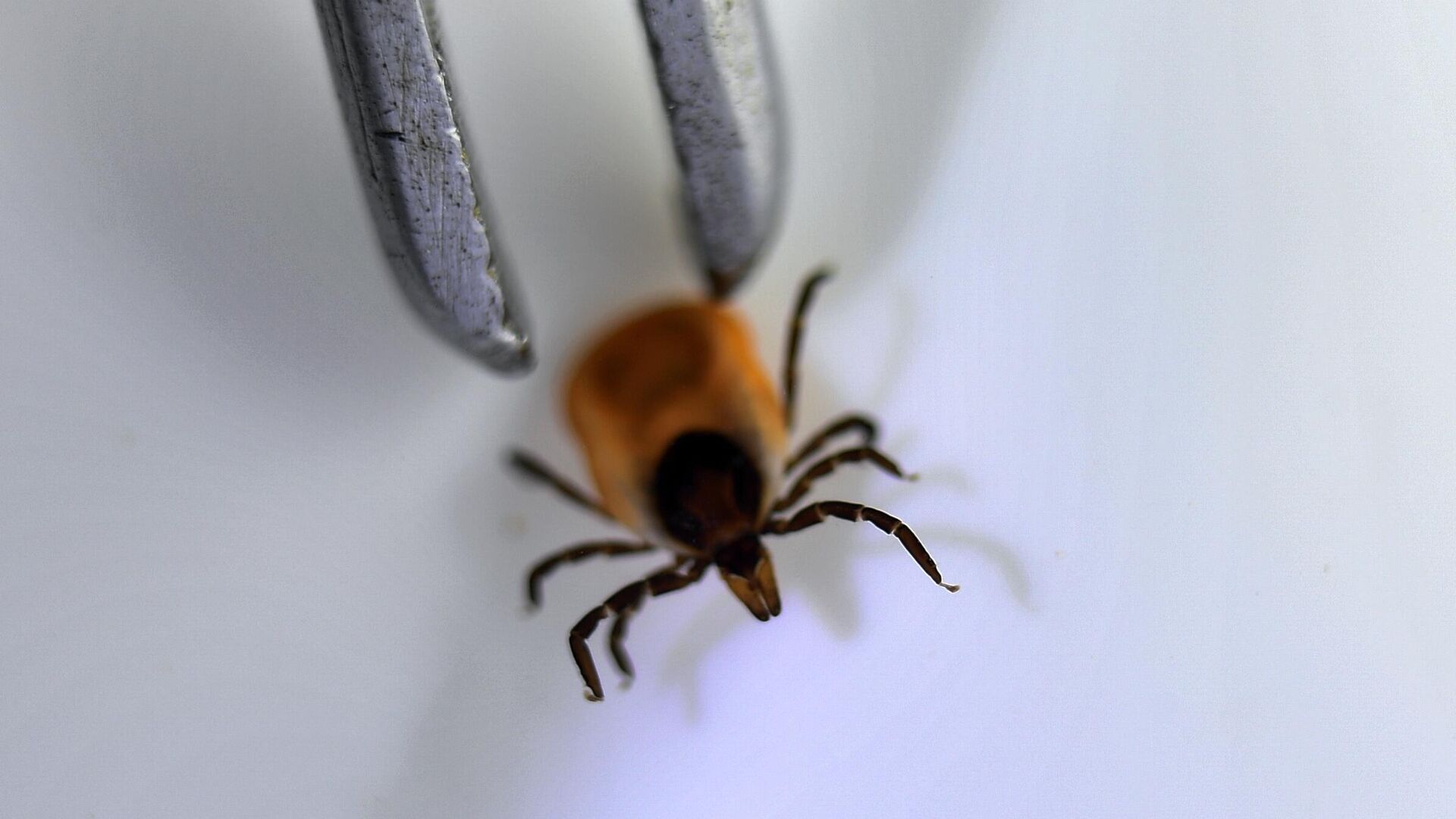 Исследование иксодовых клещей на наличие вирусного энцефалита и болезни Лайма в лаборатории Роспотребнадзора Исследование иксодовых клещей на наличие вирусного энцефалита и болезни Лайма в лаборатории Роспотребнадзора — РИА Новости, 1920, 20.05.2021