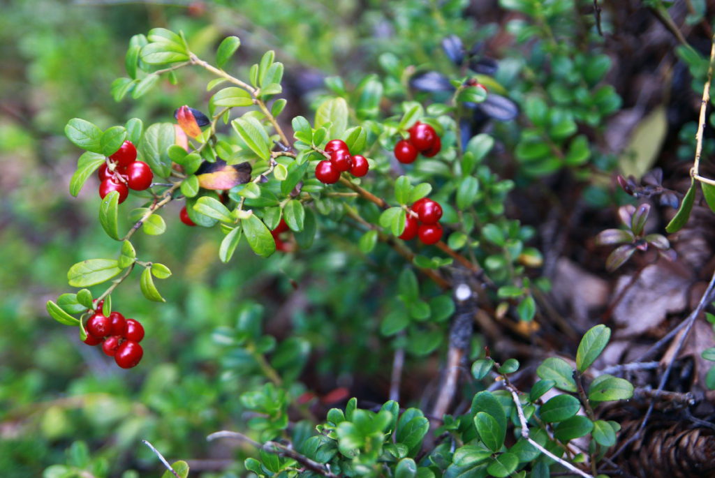 Лесные ягоды: съедобные и несъедобные в 2023 году (+ фото)