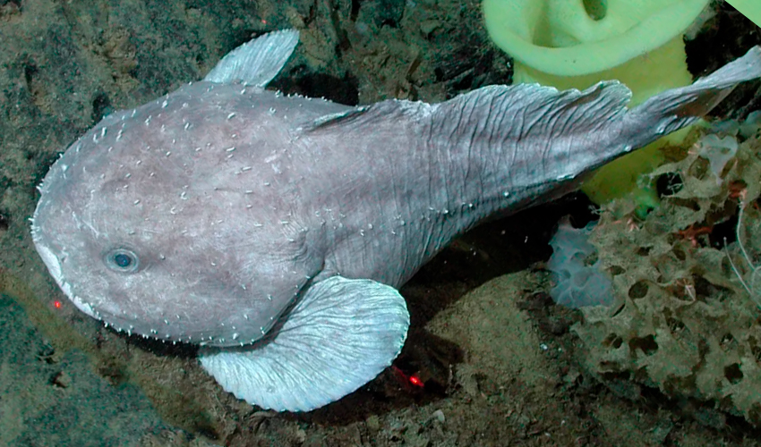 Рыба-капля: фото как выглядит в воде и на суше, особенности ее жизни на глубине