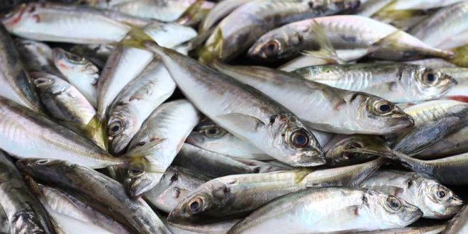 Отличный улов