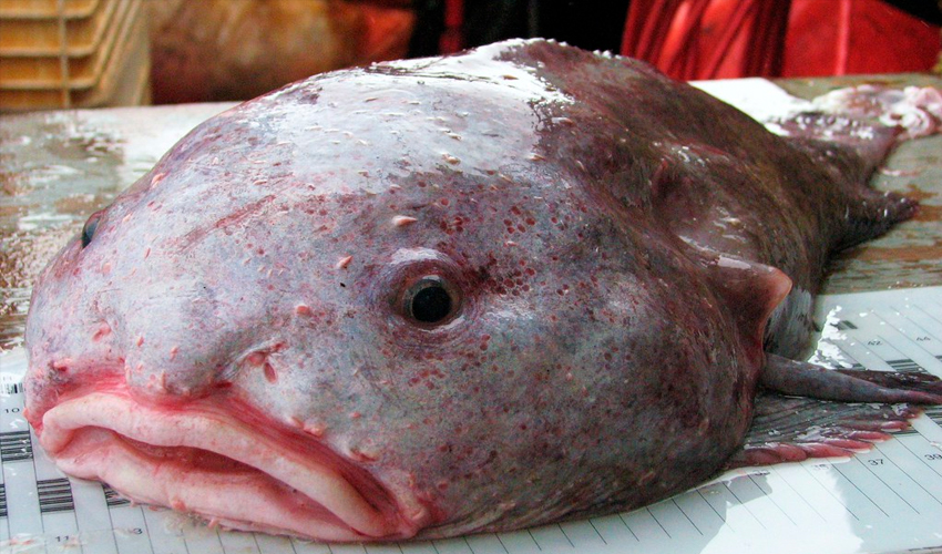 Рыба-капля: фото как выглядит в воде и на суше, особенности ее жизни на глубине