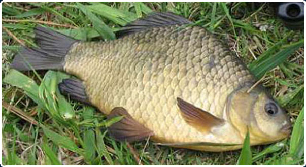 как ловить карася
