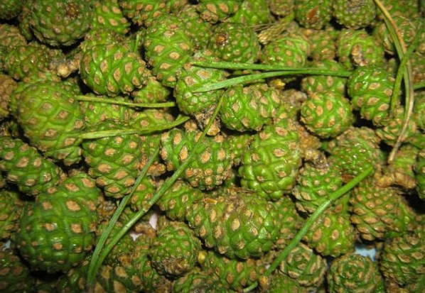 Варенье из сосновых шишек: ТОП-13 самых вкусных рецептов приготовления