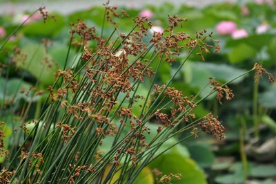 Рогоз и камыш: в чем отличия, описание (+70 фото)