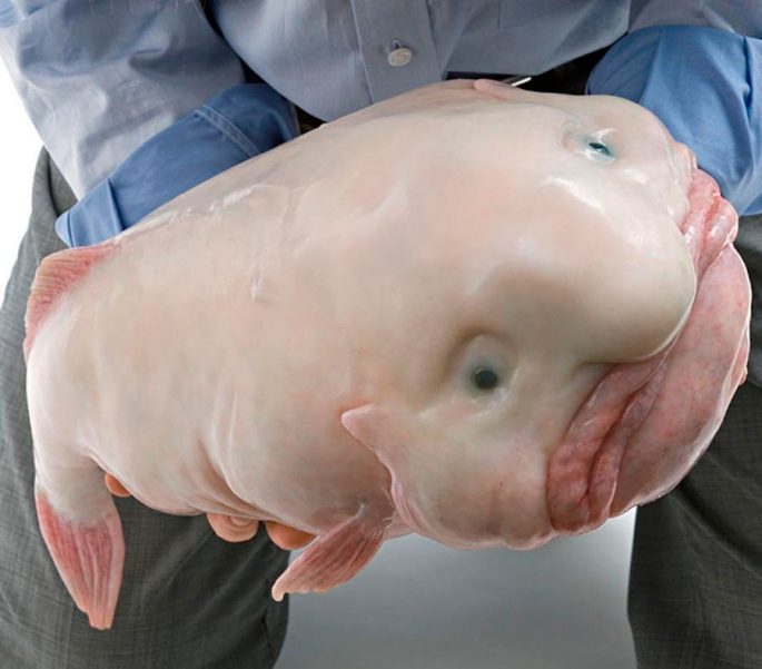 Рыба-капля: фото как выглядит в воде и на суше, особенности ее жизни на глубине