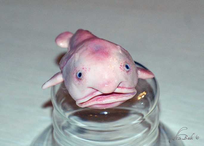 Рыба-капля: фото как выглядит в воде и на суше, особенности ее жизни на глубине