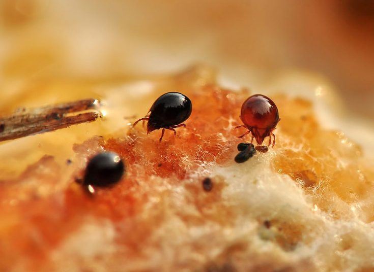 Чешуйчатый клещ