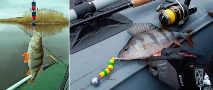 Мандула окуня