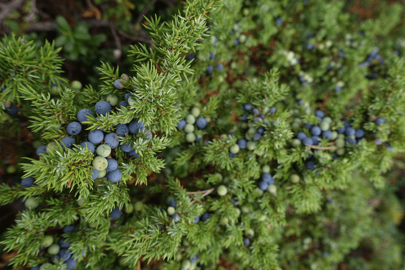 Съедобные ягоды - изображение 7 Съедобные ягоды - фото № 7