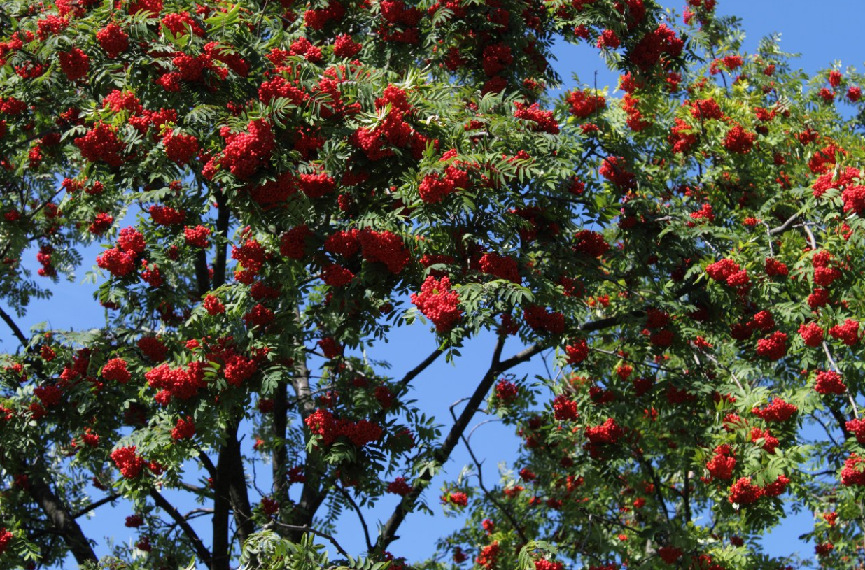 Съедобные ягоды - фото 9 Съедобные ягоды - фото 9