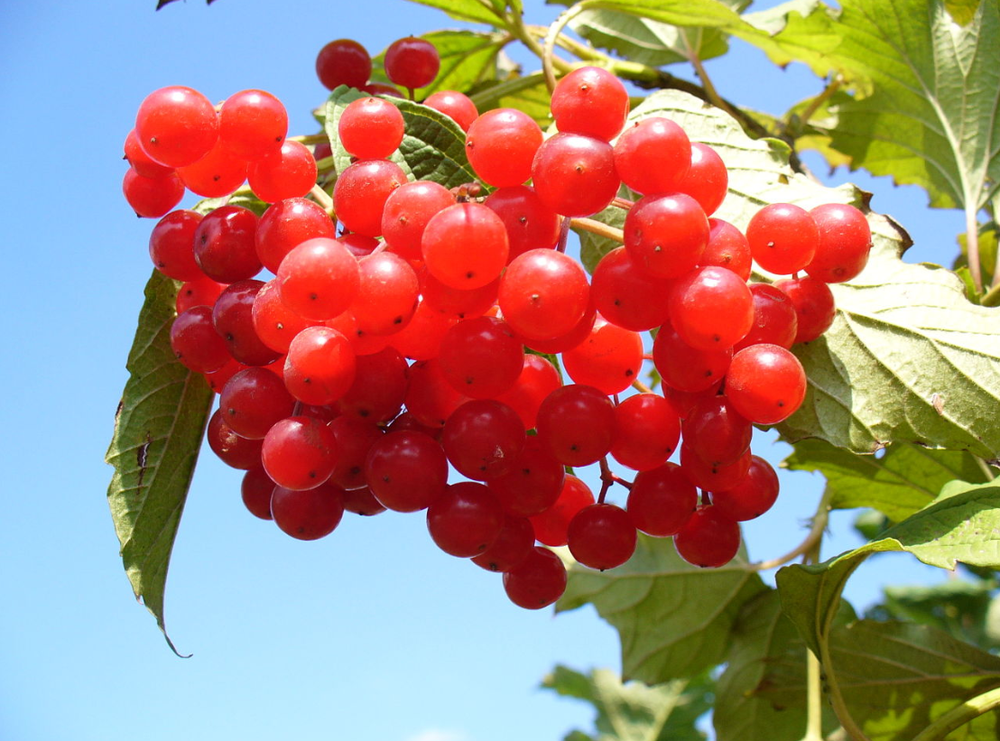 Съедобные ягоды - фото 8 Съедобные ягоды - фото 8