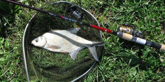 Мандула для рыбалки: (40+ фото), способы ловли, как сделать своими руками