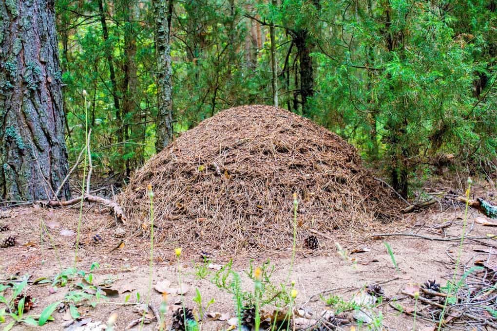 Ориентирование на местности: ТОП-15 способов (+видео)