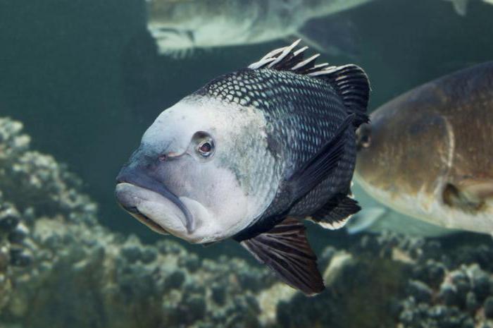 подводная рыбалка в Черном море
