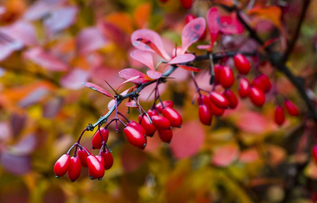 лесные съедобные ягоды - изображение Съедобные ягоды фото.