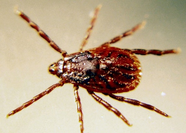 Коричневый собачий клещ