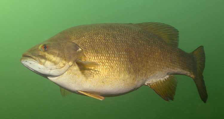 Квивертип для фидера: принцип работы и тест