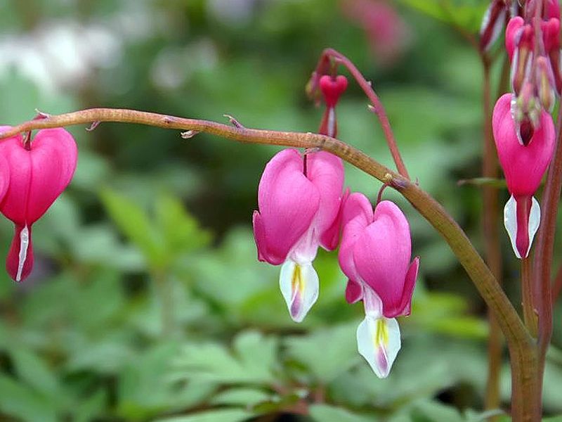 Цветок дицентра Фотография несогласных