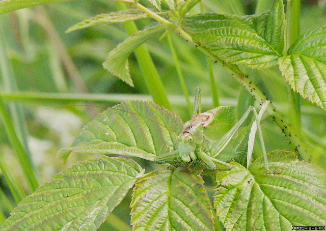 Рыбалка на малых реках: способы и тактика ловли рыбы по сезонам (+видео)